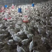 جوجه بوقلمون بیوتی یک کیلو به بالا (خانه طیور)|حیوانات مزرعه|زابل, |دیوار