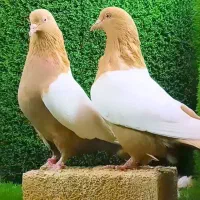 سرخ|پرنده|تهران, جمهوری|دیوار