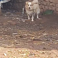 ۵قلاده سگ پاکوتاه پشمالو باهوش