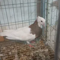 فروشی پرنده طوقی