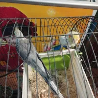 عروس|پرنده|صحنه, |دیوار