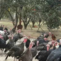 بوقلمون زنده ۱۰۰ عدد