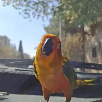 طوطی خورشیدی