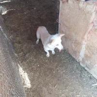 توله سگ دورگ مالینیوز و سگ پاکوتاه