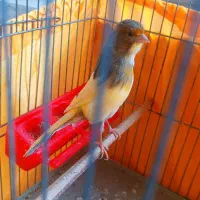 قناری‌ماده‌‌آماده