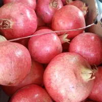 انار دونه قرمز درجه یک|خوردنی و آشامیدنی|شیراز, شریف‌آباد|دیوار