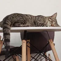 گربه نر دو ساله