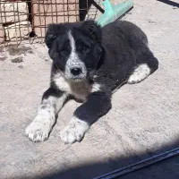 توله قدر جونی اصیل