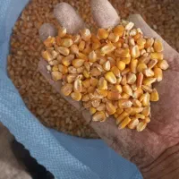 ذرت حیوانی