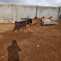 فروش دام داشتی فوری|حیوانات مزرعه|سمیرم, |دیوار