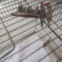 فنچ نرگسی|پرنده|قم, بنیاد|دیوار