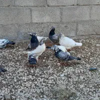 کبوتر  ماده ۳۰۰ و نر ۴۰۰ هزار