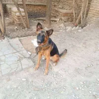 فروش سگ|سگ|خاوران, |دیوار