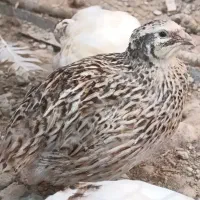 بلدرچین تخم گذار