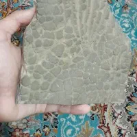 فسیل پوست خزنده
