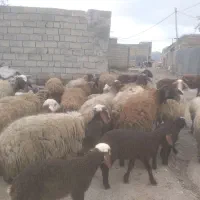 گوسفندبره داشتی