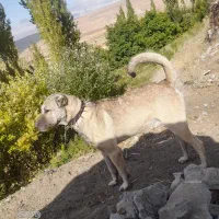 واگذاری سگ سرابی|سگ|سراب, |دیوار