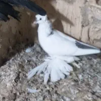 بوینی گولی پاپر فیلی مایا معاوضه با هروس|پرنده|خسروشاه, |دیوار