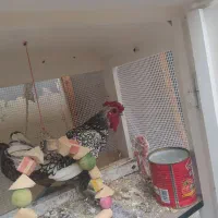 خروس سبرایت وایت