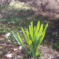 پرموسیر  کوهی ترتازه