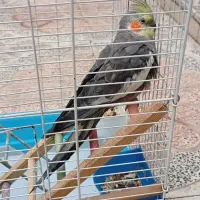 عروس هلندی ،قفس