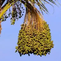 دنبال کار خرما