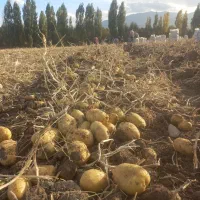 سیب زمینی دوناتاواکریا۴۰۲