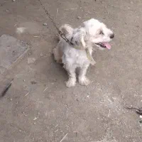 پاکوتاه   نر