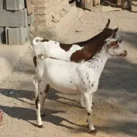 نر گل توپی|حیوانات مزرعه|بندرعباس, |دیوار