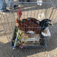 لاری|حیوانات مزرعه|تهران, جلیلی|دیوار