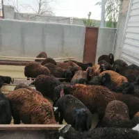 30عدد بره پروار سنگین