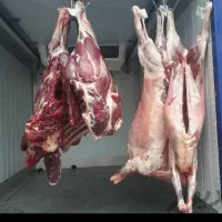 قصاب.گوسفندخونی|خدمات پیشه و مهارت|مشهد, طلاب|دیوار