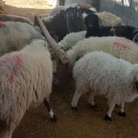 فروش بره نره چاق|حیوانات مزرعه|سرچهان, |دیوار