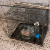 قفس پرنده سهره