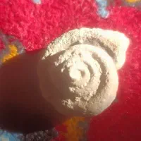فروش انواع سنگوارهها ی صدف طبیعی خوشگل