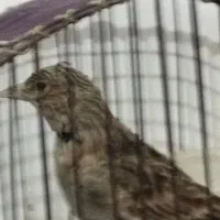 سهره کوهی نر مست بخون