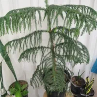 کاج مطبق|گل و گیاه طبیعی|بیرجند, |دیوار