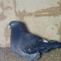 یه جفت کفتر پرشی|پرنده|قروه, |دیوار