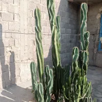 فروش کاکتوس سیب پرو بزرگ و خاص|گل و گیاه طبیعی|بندر دیر, |دیوار