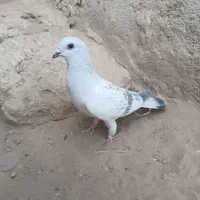 7تا کبوتر فروشی|پرنده|ریگ ملک, |دیوار