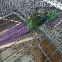 طوطی برزیلی|پرنده|نقده, |دیوار