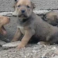 واگذاری آلابای سنگین وزن نگهبان و گله فی سه|سگ|رشت, ترمینال|دیوار