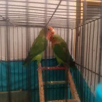 پرنده کوتوله برزیلی فیشر