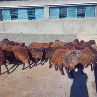 میش هترو و همو آبستن|حیوانات مزرعه|صحنه, |دیوار