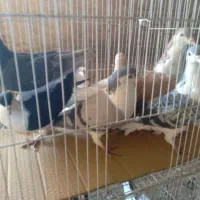 ۲۲عدد‌کبوتر‌جفت‌۴۸۰هزار|پرنده|چناران, |دیوار