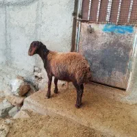 بره قوچ همو|حیوانات مزرعه|سروآباد, |دیوار