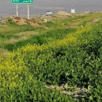 فروش ۱۱ هکتار زمین و ۲ هکتار باغ پسته جاده سروستان|فروش دفتر صنعتی، کشاورزی، تجاری|شیراز, کفترک|دیوار