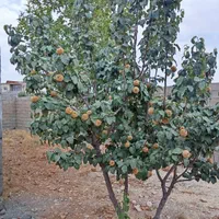 باغچه ۱۰۰۰متری|فروش زمین و ملک کلنگی|شیراز, کودیان|دیوار