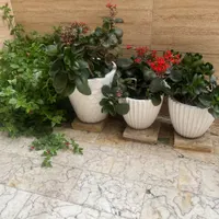گل و گلدان|گل و گیاه طبیعی|رشت, رشتیان|دیوار