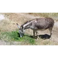 فروش الاغ نر و ماده جوان